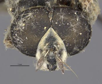 Media type: image;   Entomology 22223 Aspect: head frontal view